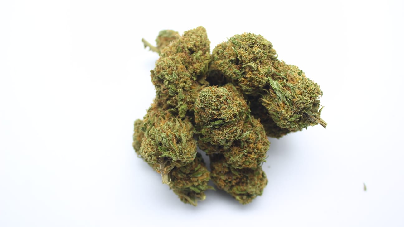 GELATO CBD 🍧 INDOOR